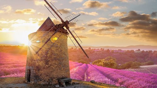 Lavendelfelder in der Provence bei Sonnenuntergang, mit einer historischen Windmühle im Vordergrund